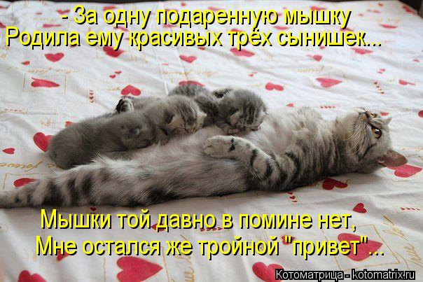 - За одну подаренную мышку Родила ему красивых трёх сынишек... Мышки той давно в помине нет, Мне оста... Котоматрица: - За одну подаренную мышку Родила ему красивых трёх сынишек... Мышки той давно в помине нет, Мне остался же тройной "привет"...