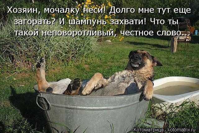 Хозяин, мочалку неси! Долго мне тут еще загорать? И шампунь захвати! Что ты такой неповоротливый, че... Котоматрица: Хозяин, мочалку неси! Долго мне тут еще загорать? И шампунь захвати! Что ты такой неповоротливый, честное слово...