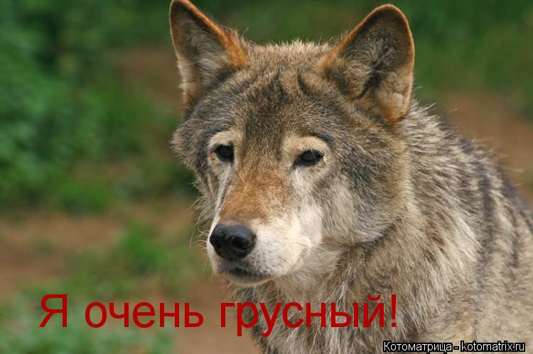 Я очень грусный!... Котоматрица: Я очень грусный!