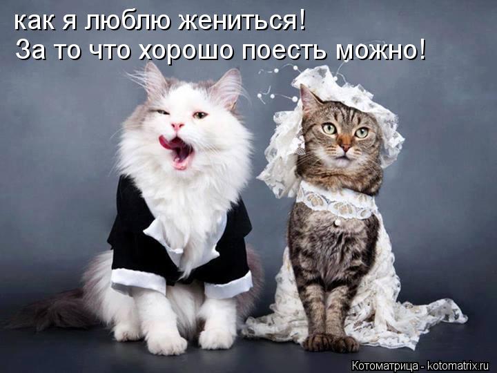 как я люблю жениться! За то что хорошо поесть можно!... Котоматрица: как я люблю жениться! За то что хорошо поесть можно!