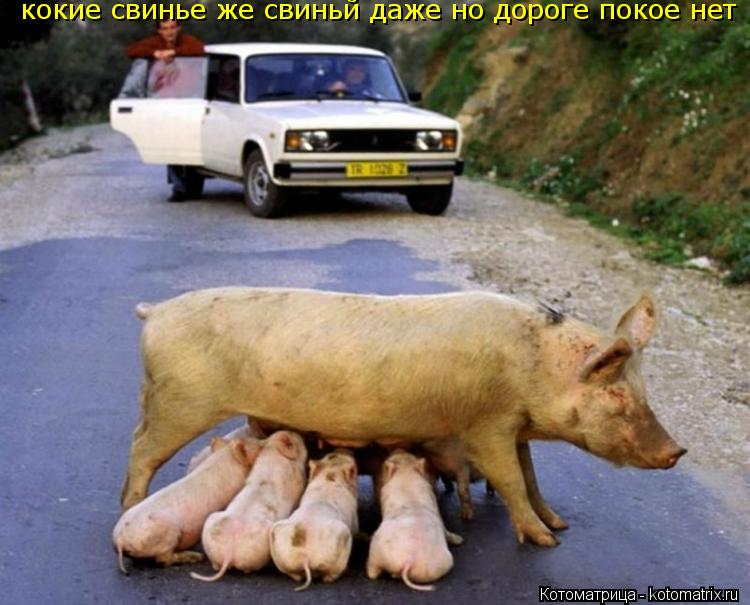 кокие свинье же свиньй даже но дороге покое нет... Котоматрица: кокие свинье же свиньй даже но дороге покое нет