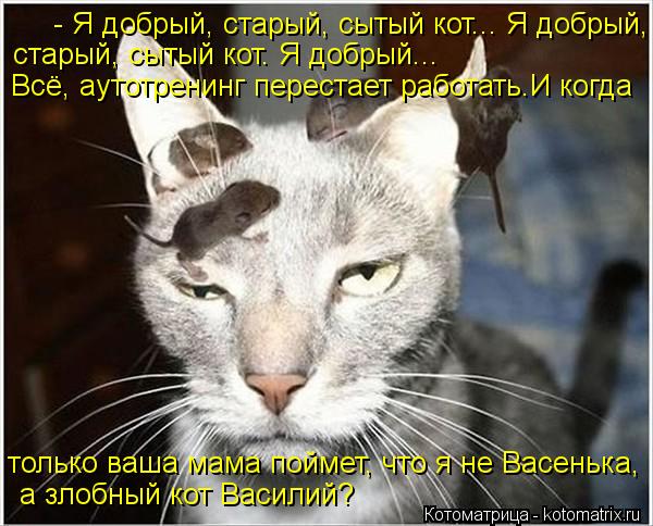 - Я добрый, старый, сытый кот... Я добрый, старый, сытый кот. Я добрый... Всё, аутотренинг перестает ... Котоматрица: - Я добрый, старый, сытый кот... Я добрый, старый, сытый кот. Я добрый... Всё, аутотренинг перестает работать.И когда только ваша мама поймет, что