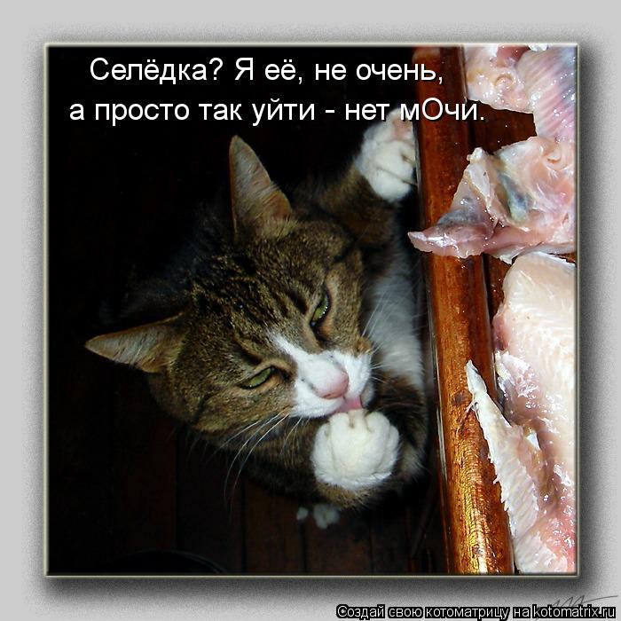 Котоматрица: Селёдка? Я её, не очень, а просто так уйти - нет мОчи.