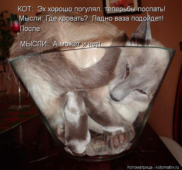 КОТ: Эх хорошо погулял, теперьбы поспать! Мысли: Где кровать? Ладно ваза подойдет! После МЫСЛИ: А ... Котоматрица: КОТ: Эх хорошо погулял, теперьбы поспать! Мысли: Где кровать? Ладно ваза подойдет! После МЫСЛИ: А может и нет!