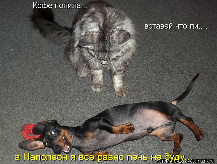 Кофе попила... вставай что ли.... а Наполеон я все равно печь не буду....... Котоматрица: Кофе попила... вставай что ли.... а Наполеон я все равно печь не буду....