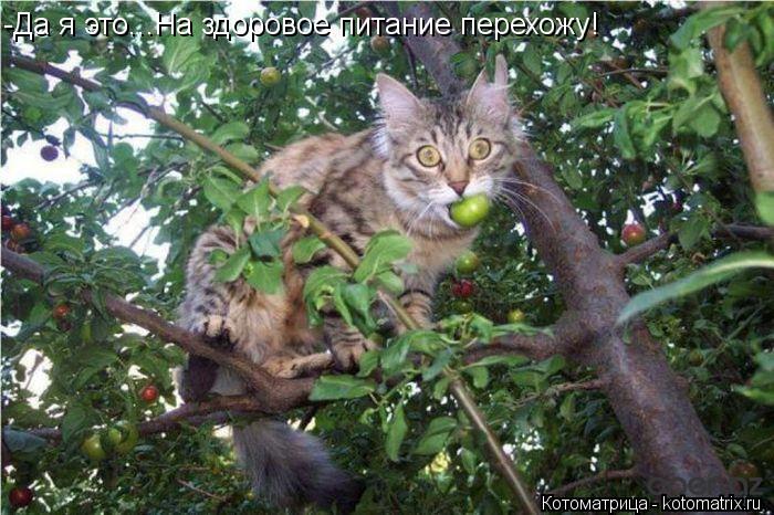 -Да я это...На здоровое питание перехожу!... Котоматрица: -Да я это...На здоровое питание перехожу!