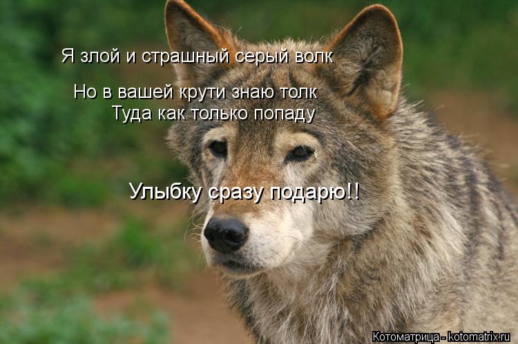 Я злой и страшный серый волк Но в вашей крути знаю толк Туда как только попаду Улыбку сразу подарю!!... Котоматрица: Я злой и страшный серый волк Но в вашей крути знаю толк Туда как только попаду Улыбку сразу подарю!!