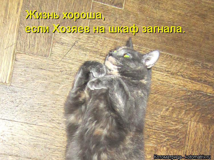 Жизнь хороша, если Хозяев на шкаф загнала.... Котоматрица: Жизнь хороша, если Хозяев на шкаф загнала.