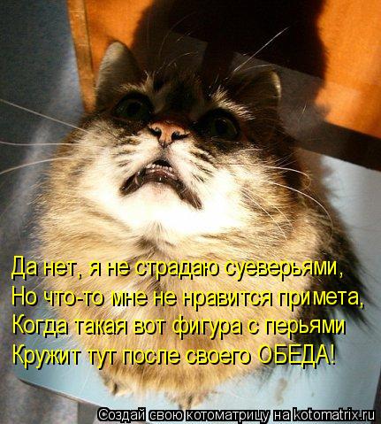 Да нет, я не страдаю суеверьями, Но что-то мне не нравится примета, Когда такая вот фигура с перьями ... Котоматрица: Да нет, я не страдаю суеверьями, Но что-то мне не нравится примета, Когда такая вот фигура с перьями Кружит тут после своего ОБЕДА!