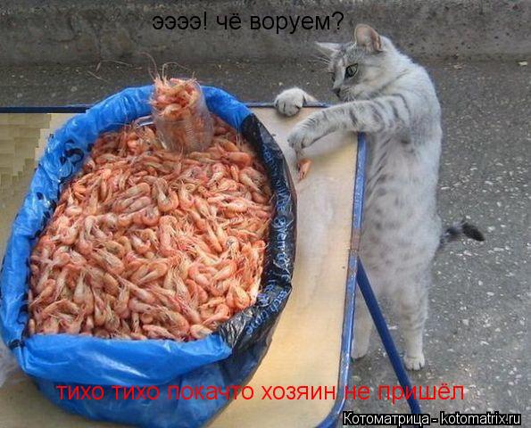 ээээ! чё воруем? тихо тихо покачто хозяин не пришёл... Котоматрица: ээээ! чё воруем? тихо тихо покачто хозяин не пришёл