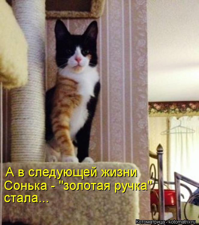 А в следующей жизни Сонька - "золотая ручка" стала...... Котоматрица: А в следующей жизни Сонька - "золотая ручка" стала...