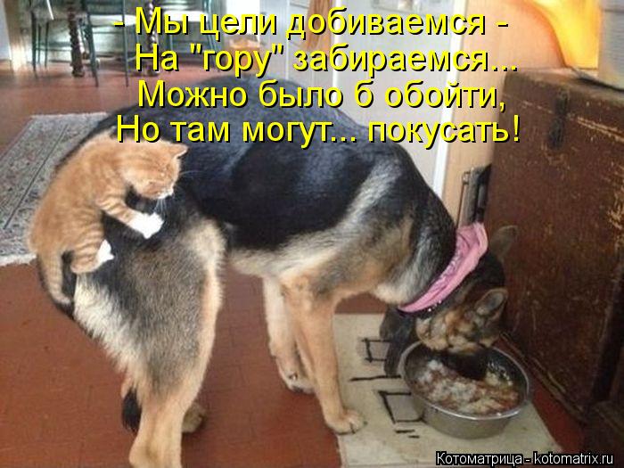 - Мы цели добиваемся - На "гору" забираемся... Можно было б обойти, Но там могут... покусать!... Котоматрица: - Мы цели добиваемся - На "гору" забираемся... Можно было б обойти, Но там могут... покусать!