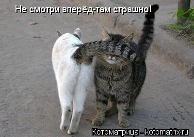 Котоматрица: Не смотри вперёд-там страшно!