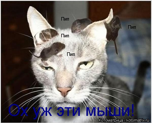 Ох уж эти мыши! Пип Пип Пип Пип... Котоматрица: Ох уж эти мыши! Пип Пип Пип Пип