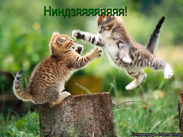 Ниндзяяяяяяяя!... Котоматрица: Ниндзяяяяяяяя!