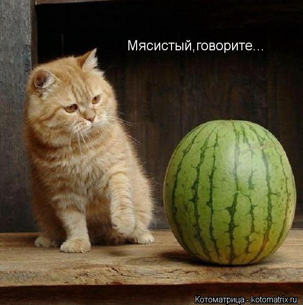 Мясистый,говорите...... Котоматрица: Мясистый,говорите...