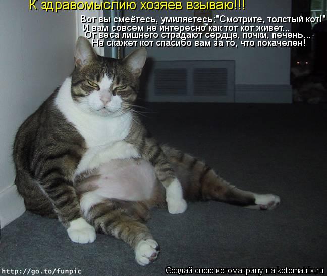 Вот вы смеётесь, умиляетесь:"Смотрите, толстый кот!" И вам совсем не интересно как тот кот живет... О... Котоматрица: Вот вы смеётесь, умиляетесь:"Смотрите, толстый кот!" И вам совсем не интересно как тот кот живет... От веса лишнего страдают сердце, почки, печ