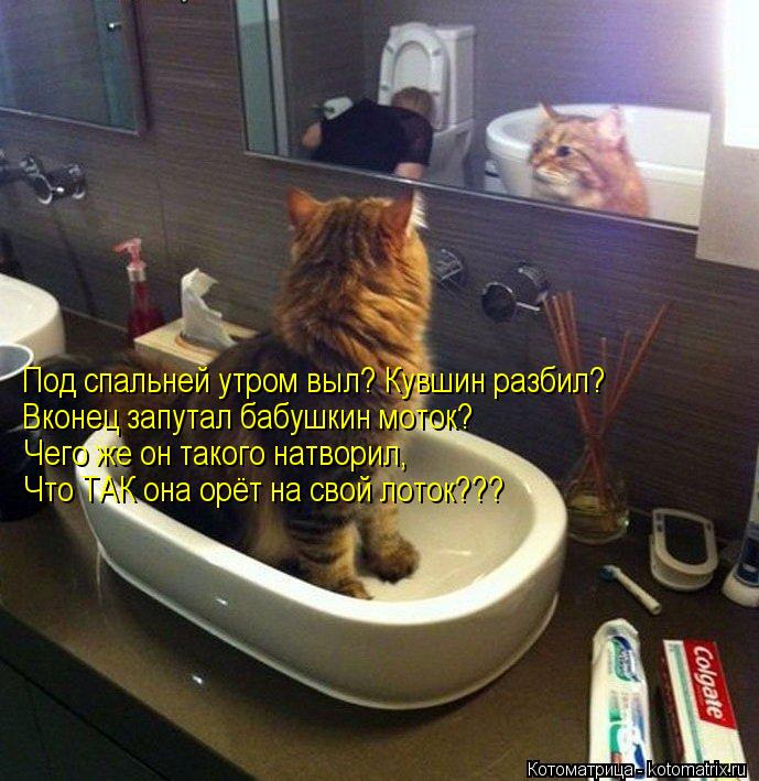 Котоматрица: Под спальней утром выл? Кувшин разбил? Вконец запутал бабушкин моток? Чего же он такого натворил, Что ТАК она орёт на свой лоток???