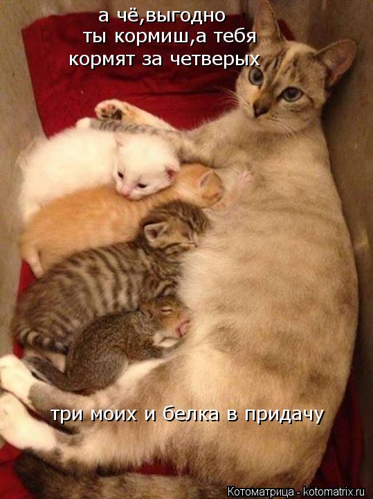 а чё,выгодно ты кормиш,а тебя кормят за четверых три моих и белка в придачу... Котоматрица: а чё,выгодно ты кормиш,а тебя кормят за четверых три моих и белка в придачу