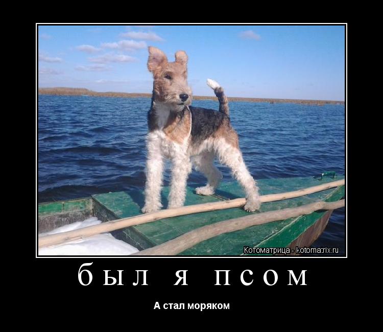 был я псом А стал моряком... Котоматрица: был я псом А стал моряком