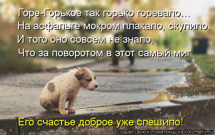 Горе-Горькое так горько горевало… На асфальте мокром плакало, скулило. И того оно совсем не знало, Ч... Котоматрица: Горе-Горькое так горько горевало… На асфальте мокром плакало, скулило. И того оно совсем не знало, Что за поворотом в этот самый миг Его сча
