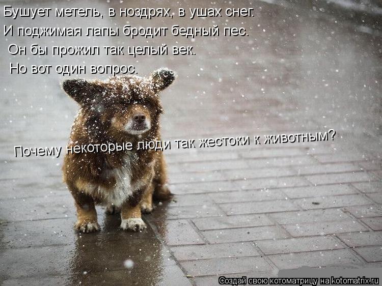 Бушует метель, в ноздрях, в ушах снег. И поджимая лапы бродит бедный пес. Он бы прожил так целый век.... Котоматрица: Бушует метель, в ноздрях, в ушах снег. И поджимая лапы бродит бедный пес. Он бы прожил так целый век. Но вот один вопрос. Почему некоторые люди