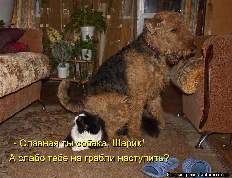 - Славная ты собака, Шарик! А слабо тебе на грабли наступить?... Котоматрица: - Славная ты собака, Шарик! А слабо тебе на грабли наступить?