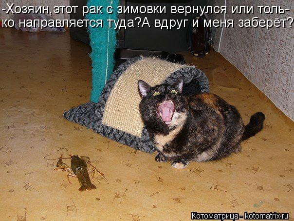 -Хозяин,этот рак с зимовки вернулся или толь- ко направляется туда?А вдруг и меня заберёт?... Котоматрица: -Хозяин,этот рак с зимовки вернулся или толь- ко направляется туда?А вдруг и меня заберёт?
