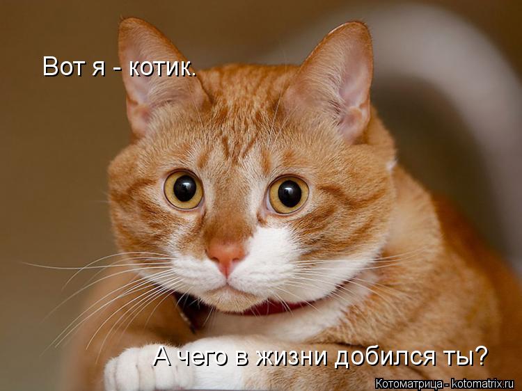 Вот я - котик. А чего в жизни добился ты?... Котоматрица: Вот я - котик. А чего в жизни добился ты?