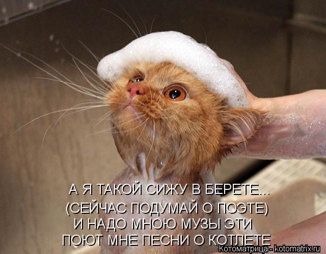 А Я ТАКОЙ СИЖУ В БЕРЕТЕ... И НАДО МНОЮ МУЗЫ ЭТИ ПОЮТ МНЕ ПЕСНИ О КОТЛЕТЕ (СЕЙЧАС ПОДУМАЙ О ПОЭТЕ)... Котоматрица: А Я ТАКОЙ СИЖУ В БЕРЕТЕ... И НАДО МНОЮ МУЗЫ ЭТИ ПОЮТ МНЕ ПЕСНИ О КОТЛЕТЕ (СЕЙЧАС ПОДУМАЙ О ПОЭТЕ)