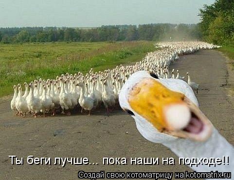 Ты беги лучше... пока наши на подходе!!... Котоматрица: Ты беги лучше... пока наши на подходе!!