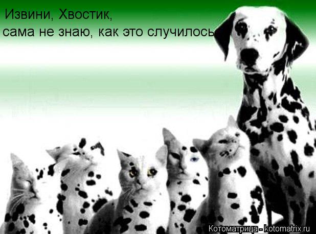 Извини, Хвостик, сама не знаю, как это случилось.... Котоматрица: Извини, Хвостик, сама не знаю, как это случилось.
