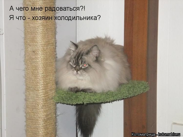 А чего мне радоваться?! Я что - хозяин холодильника?... Котоматрица: А чего мне радоваться?! Я что - хозяин холодильника?