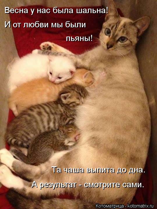 Весна у нас была шальна! И от любви мы были пьяны! Та чаша выпита до дна. А результат - смотрите сам... Котоматрица: Весна у нас была шальна! И от любви мы были пьяны! Та чаша выпита до дна. А результат - смотрите сами.