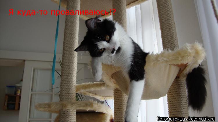 Я куда-то проваливаюсь!?... Котоматрица: Я куда-то проваливаюсь!?