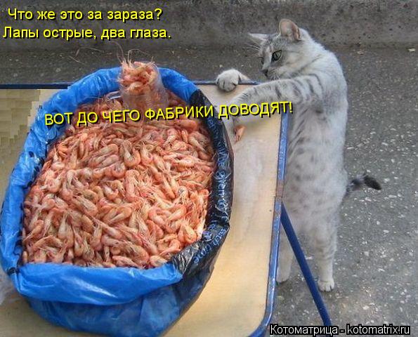 Что же это за зараза? Лапы острые, два глаза. ВОТ ДО ЧЕГО ФАБРИКИ ДОВОДЯТ!... Котоматрица: Что же это за зараза? Лапы острые, два глаза. ВОТ ДО ЧЕГО ФАБРИКИ ДОВОДЯТ!