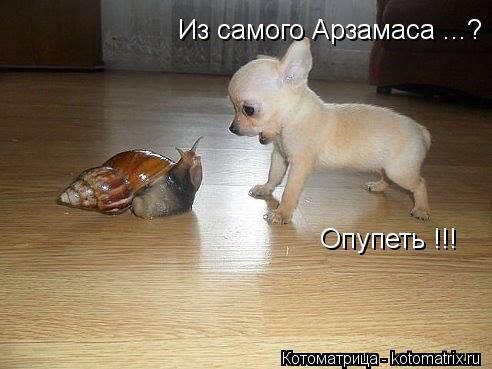Из самого Арзамаса ...? Опупеть !!!... Котоматрица: Из самого Арзамаса ...? Опупеть !!!