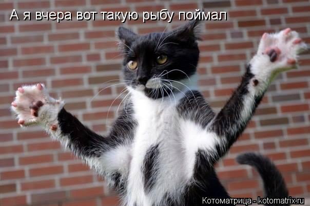 А я вчера вот такую рыбу поймал... Котоматрица: А я вчера вот такую рыбу поймал