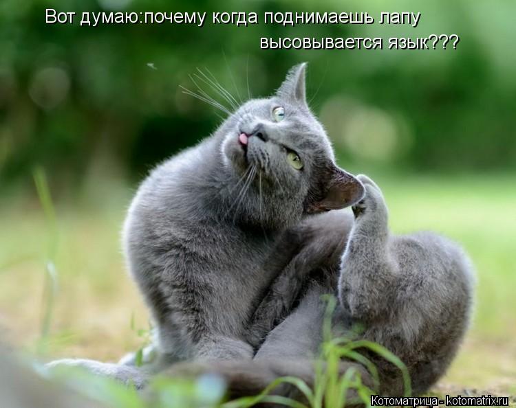 Вот думаю:почему когда поднимаешь лапу высовывается язык???... Котоматрица: Вот думаю:почему когда поднимаешь лапу высовывается язык???