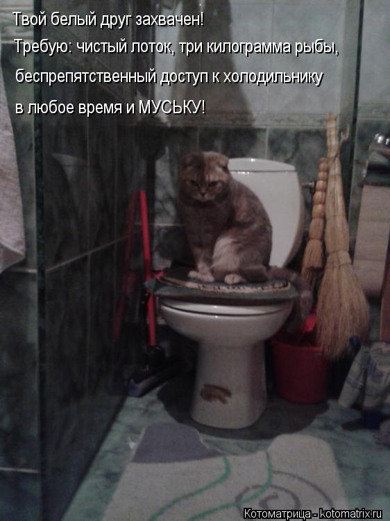 Твой белый друг захвачен! Требую: чистый лоток, три килограмма рыбы, беспрепятственный доступ к холо... Котоматрица: Твой белый друг захвачен! Требую: чистый лоток, три килограмма рыбы, беспрепятственный доступ к холодильнику в любое время и МУСЬКУ!
