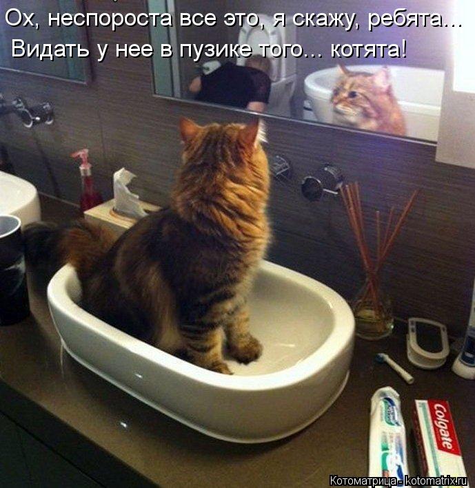 Ох, неспороста все это, я скажу, ребята... Видать у нее в пузике того... котята!... Котоматрица: Ох, неспороста все это, я скажу, ребята... Видать у нее в пузике того... котята!