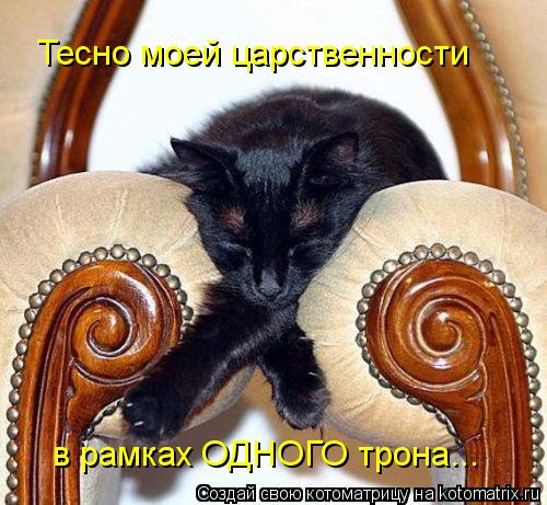 Тесно моей царственности в рамках ОДНОГО трона...... Котоматрица: Тесно моей царственности в рамках ОДНОГО трона...