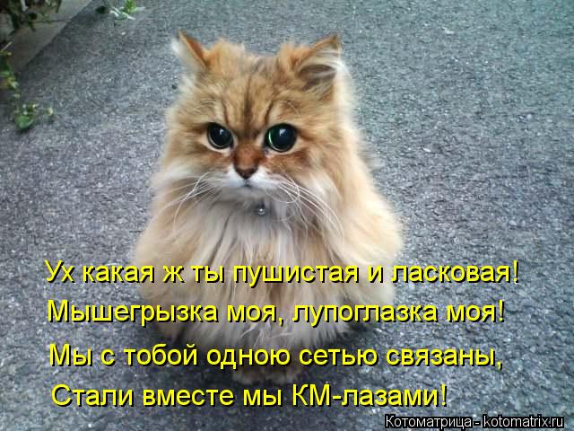 Ух какая ж ты пушистая и ласковая! Мышегрызка моя, лупоглазка моя! Мы с тобой одною сетью связаны, Ст... Котоматрица: Ух какая ж ты пушистая и ласковая! Мышегрызка моя, лупоглазка моя! Мы с тобой одною сетью связаны, Стали вместе мы КМ-лазами!