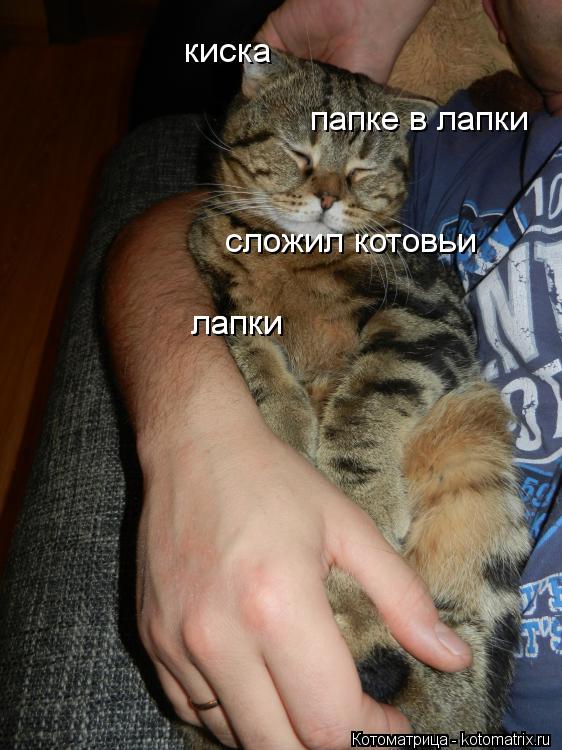 киска папке в лапки сложил котовьи лапки лапки... Котоматрица: киска папке в лапки сложил котовьи лапки лапки