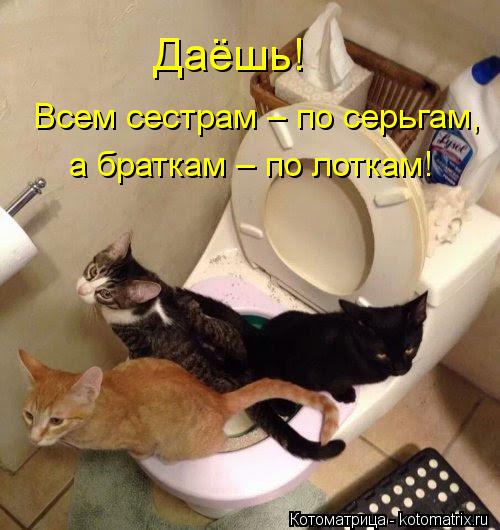 Всем сестрам – по серьгам, а браткам – по лоткам! Даёшь!... Котоматрица: Всем сестрам – по серьгам, а браткам – по лоткам! Даёшь!