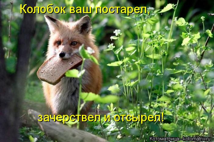 Колобок ваш постарел, зачерствел и отсырел!... Котоматрица: Колобок ваш постарел, зачерствел и отсырел!