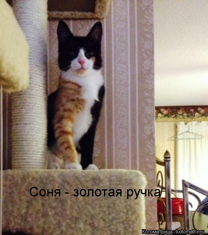 Соня - золотая ручка... Котоматрица: Соня - золотая ручка