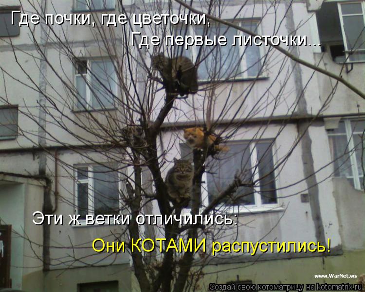 Где почки, где цветочки, Где первые листочки... Эти ж ветки отличились: Они КОТАМИ распустились!... Котоматрица: Где почки, где цветочки, Где первые листочки... Эти ж ветки отличились: Они КОТАМИ распустились!
