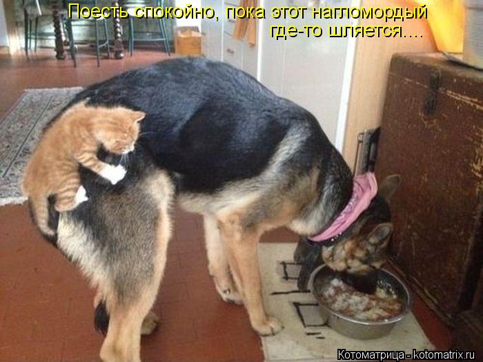 Поесть спокойно, пока этот нагломордый где-то шляется....... Котоматрица: Поесть спокойно, пока этот нагломордый где-то шляется....