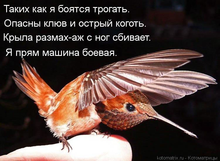 Таких как я боятся трогать. Опасны клюв и острый коготь. Крыла размах-аж с ног сбивает. Я прям машина... Котоматрица: Таких как я боятся трогать. Опасны клюв и острый коготь. Крыла размах-аж с ног сбивает. Я прям машина боевая.